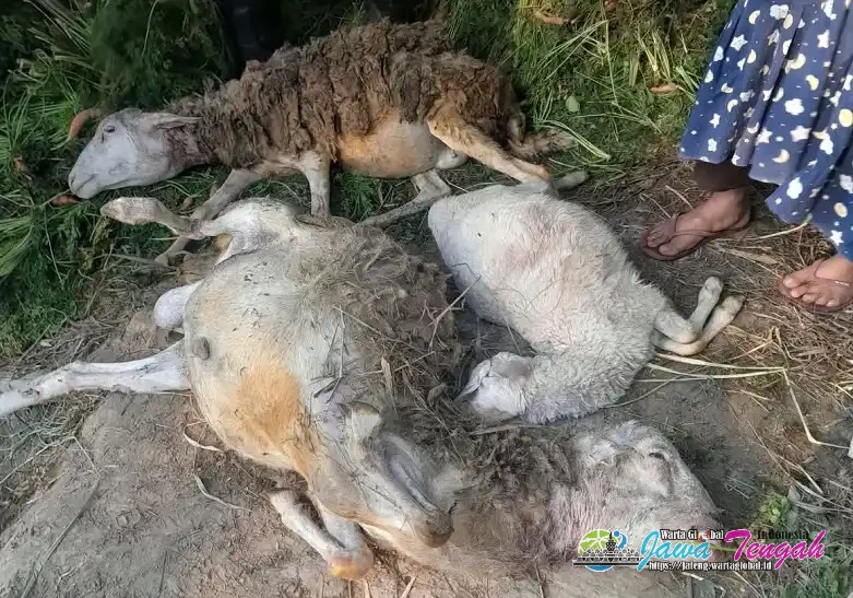 Lima Kambing Warga Desa Tengklik Karanganyar Mati dan Hilang Diserang Satwa Liar
