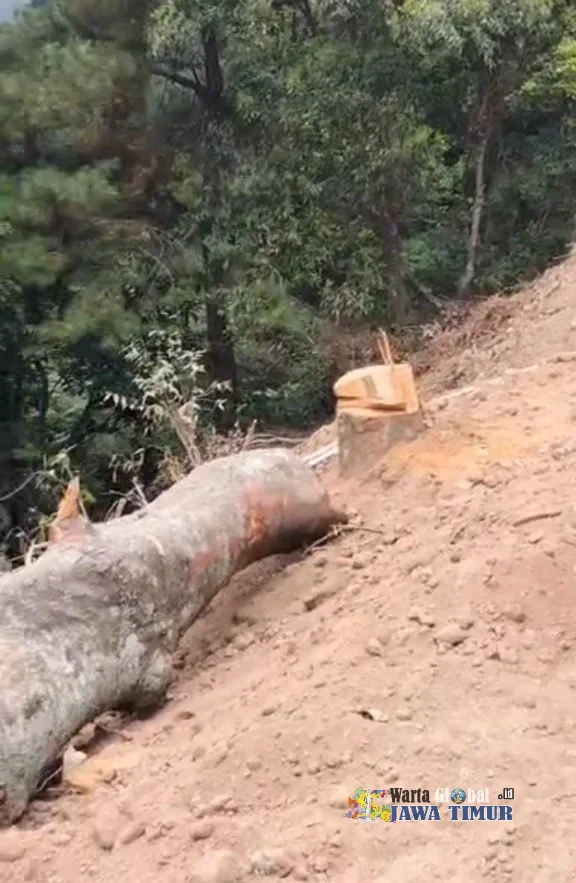 POHON PINUS DITEBANG, TEBING DIPOTONG , FAAM TUNTUT DISPORABUDPAR NGANJUK JELASKAN TANGGUNG JAWABNYA