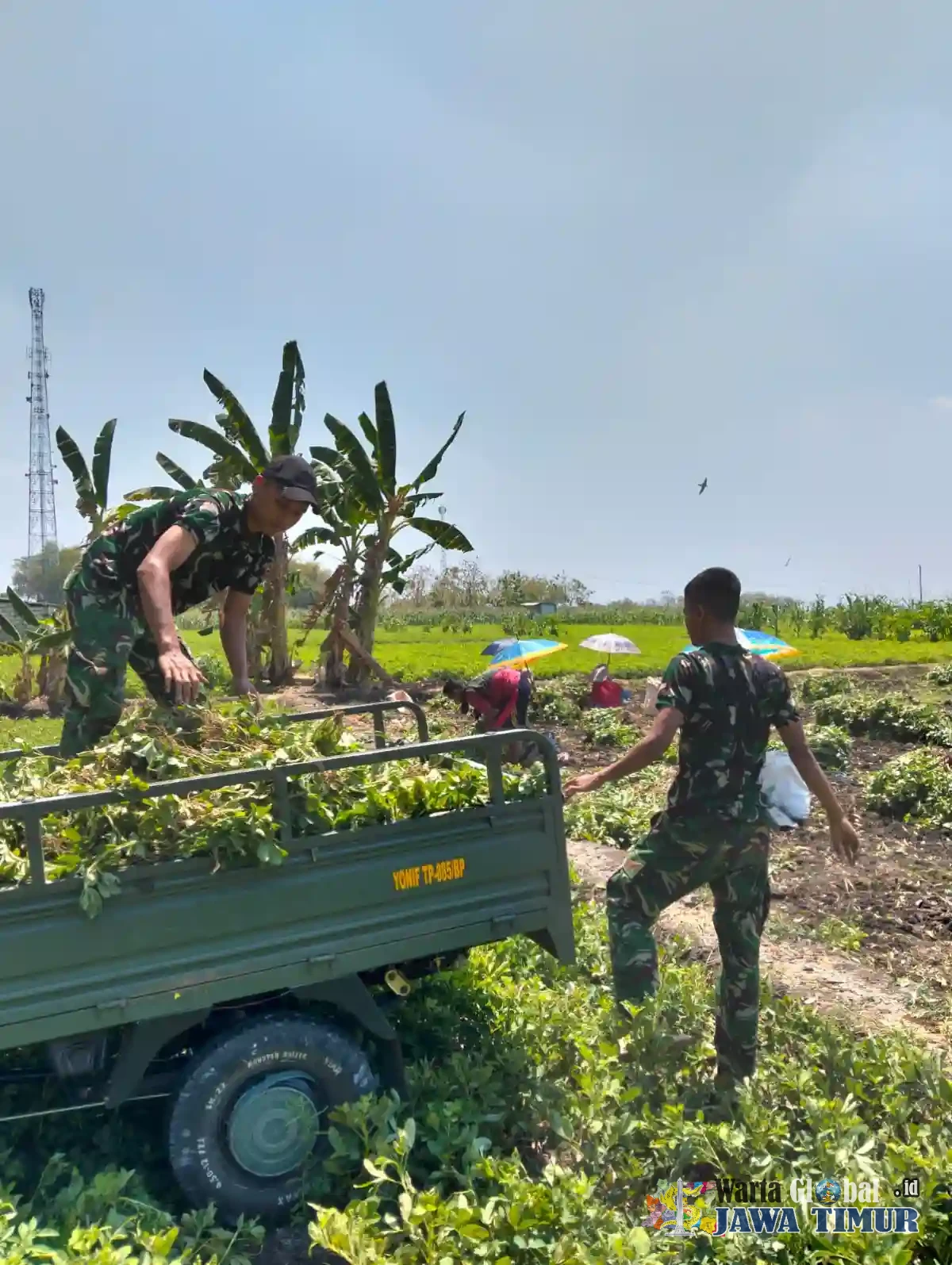 Wujudkan Kemanunggalan TNI dan Rakyat, Yonif TP 885/Belibis Putih Turun Langsung Bantu Petani Panen Kacang