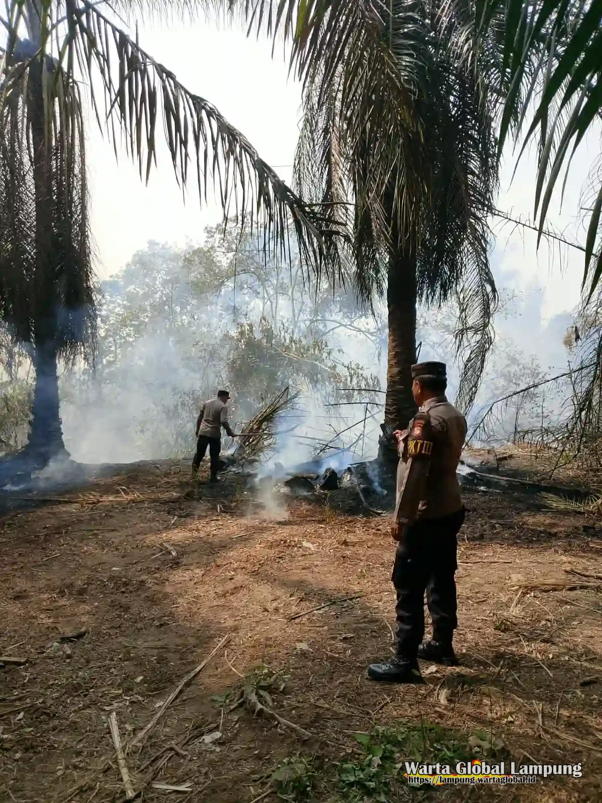 Polisi dan damkar   bergerak cepat, kebakaran lahan 4 hektare.  Di perkebunan sawit tulang bawang
