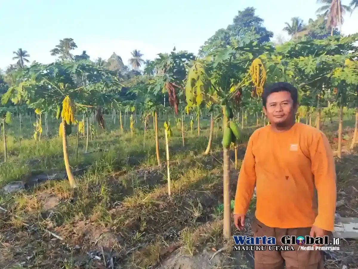 Kelompok Tani Salava Mandiri Farm Hal-Sel Dukung Program MBG dan Perkuat Ketahanan Pangan Daerah