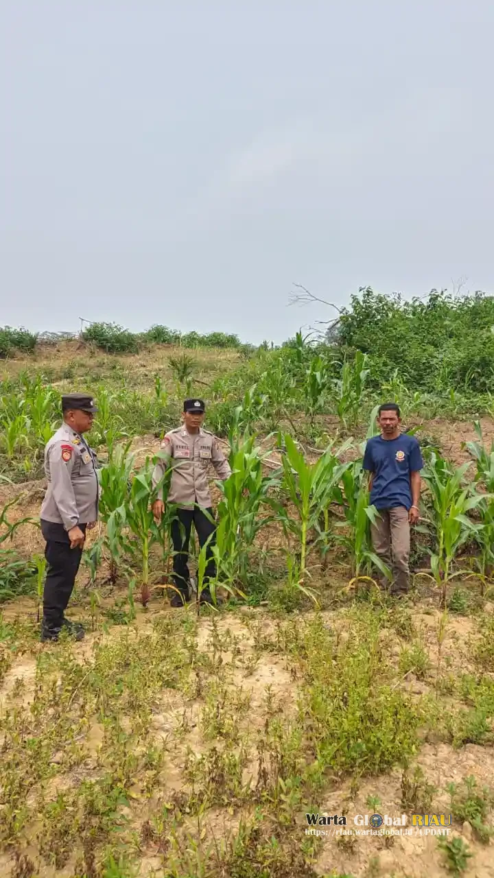 Dukung Swasembada Pangan 2026, Polsek Kuantan Mudik Cek Pertumbuhan Jagung Di Desa Bukit Pedusunan