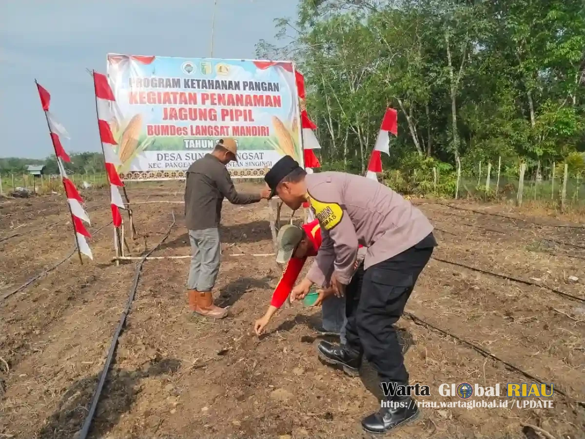 Polres Kuansing Dorong Ketahanan Pangan, Penanaman Jagung Pipil Dilaksanakan Di Pangean Polres Kuansing Dorong Ketahanan Pangan, Penanaman Jagung Pipil Dilaksanakan Di Pangean
