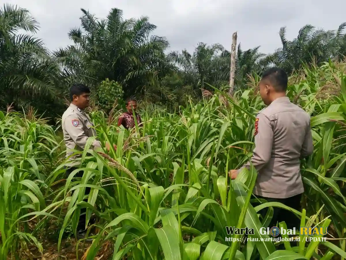 Polsek Kuantan Mudik Cek Tanaman Jagung, Dukung Swasembada Pangan 2026 Polsek Kuantan Mudik Cek Tanaman Jagung, Dukung Swasembada Pangan 2026