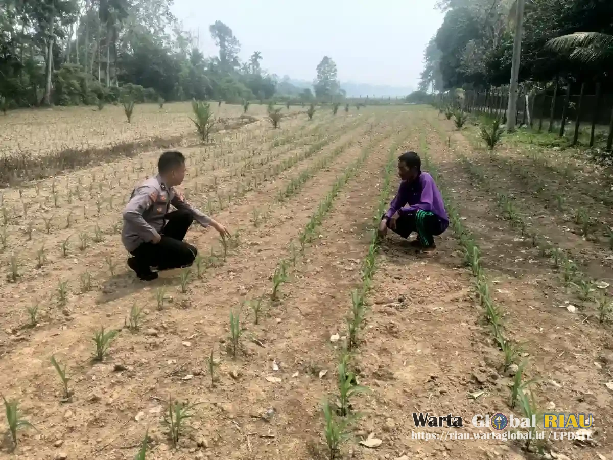 Polsek Kuantan Mudik Cek Tanaman Jagung Pipil Dukung Swasembada Pangan 2026