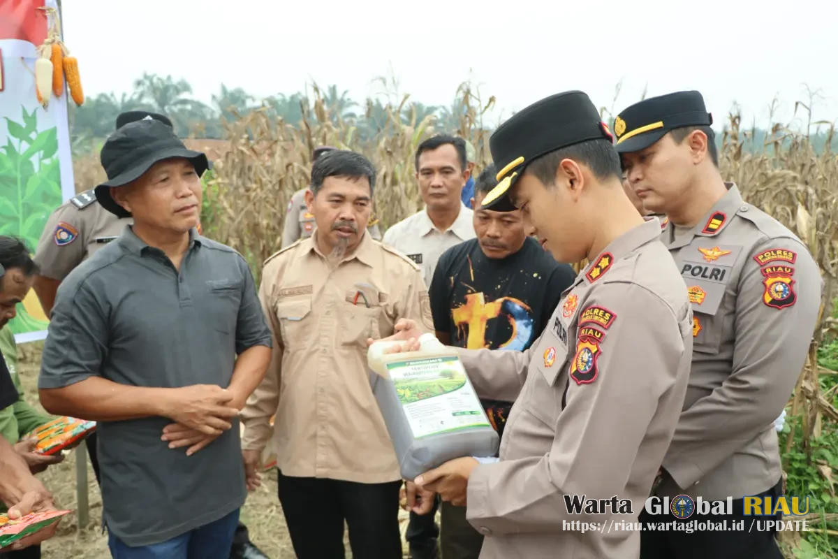 Kapolres Kuansing Hadiri Panen Raya Jagung Pipil Kuartal III Di Desa Sungai Buluh, Dukung Program Asta Cita Presiden RI