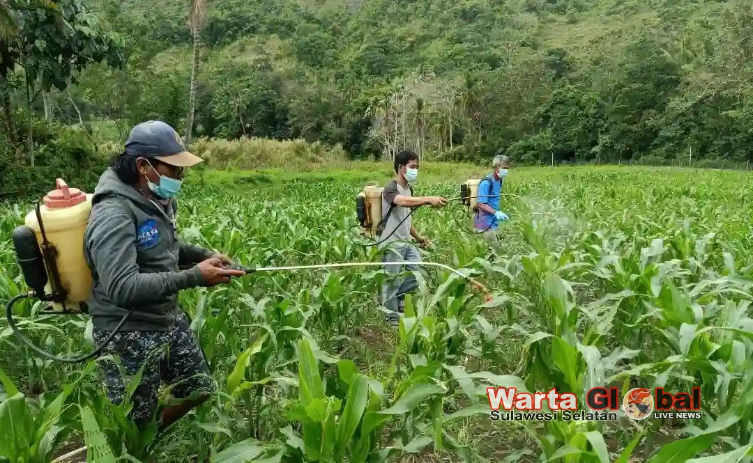 Petani Jagung Enrekang Segera Dapat Jaminan Gagal Panen